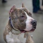 Tragedia na greckiej wyspie. Zmarł 2-latek pogryziony przez psa