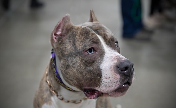 Tragedia na greckiej wyspie. Zmarł 2-latek pogryziony przez psa