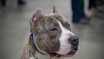 Tragedia na greckiej wyspie. Zmarł 2-latek pogryziony przez psa