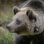 Tragedia na kempingu w Kalifornii. Przepędzony niedźwiedź powrócił i odebrał życie 