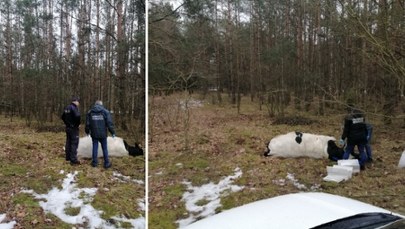 Tragedia na Mazowszu: Byk zabił właściciela