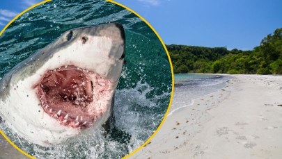 Tragedia na rajskiej rafie. Drugi śmiertelny atak rekina w kilka dni