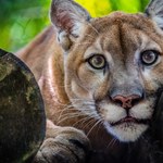 Tragedia na Słowacji. Puma zabiła właściciela zoo