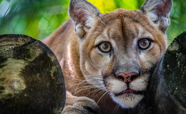 Tragedia na Słowacji. Puma zabiła właściciela zoo