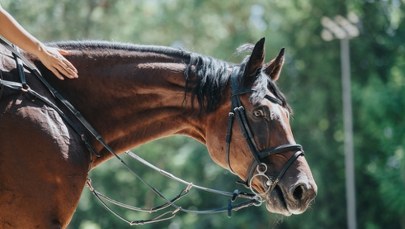 Tragedia podczas przejażdżki konnej. Śledczy badają okoliczności śmierci 14-latki