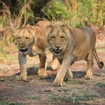 Tragedia podczas safari. Doświadczony pracownik popełnił fatalny błąd