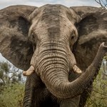 Tragedia podczas safari. Słoń zaatakował samochód z turystami