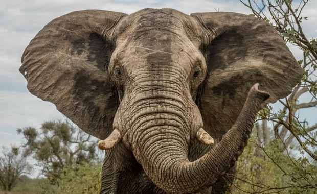 Tragedia podczas safari. Słoń zaatakował samochód z turystami