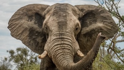 Tragedia podczas safari. Słoń zaatakował samochód z turystami