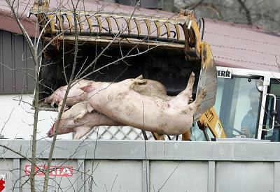 Tragedia polskiego rolnictwa. Wykryto nowe ognisko choroby... /AFP