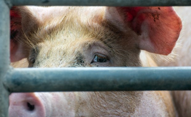 Tragedia w gospodarstwie: 7,5 tys. świń do wybicia