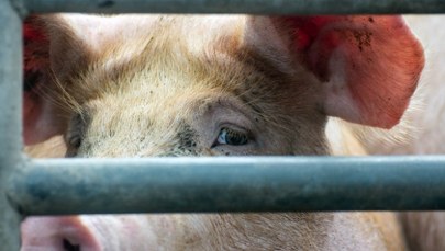 Tragedia w gospodarstwie: 7,5 tys. świń do wybicia