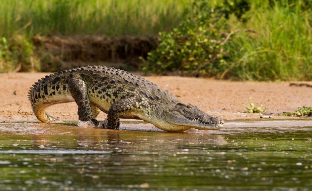 Tragedia w Indiach: Krokodyl wciągnął 15-latkę do wody