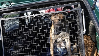 Tragedia w koszarach. Wojskowe psy zagryzły opiekuna