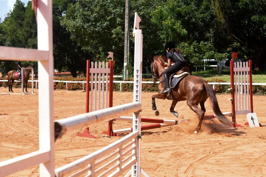 Dramat w ośrodku jeździeckim. Operator wózka widłowego zabił konia