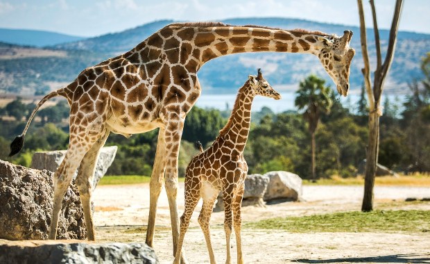 Tragedia w parku safari. Żyrafa stratowała 16-miesięczne dziecko