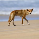 Tragedia w raju, nie żyje kobieta. Podejrzenia padły na dzikie psy