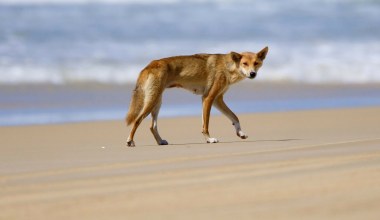 Tragedia w raju, nie żyje kobieta. Podejrzenia padły na dzikie psy