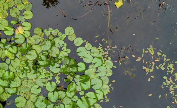 Tragedia w Rybniku. Czterolatek utonął w oczku wodnym