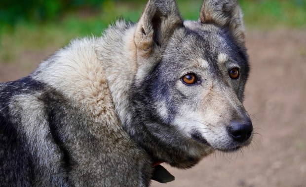Tragedia w USA. Hybryda wilka i psa zagryzła niemowlę