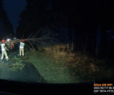 Tragedia w woj. lubuskim. Powalone drzewo zabiło kierowcę