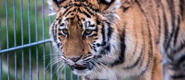Tragedia w zoo w Wielkiej Brytanii. Tygrys zaatakował pracownicę