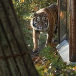 Tragedia we wrocławskim zoo. Tygrys zabił opiekuna