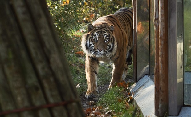 Tragedia we wrocławskim zoo. Tygrys zabił opiekuna