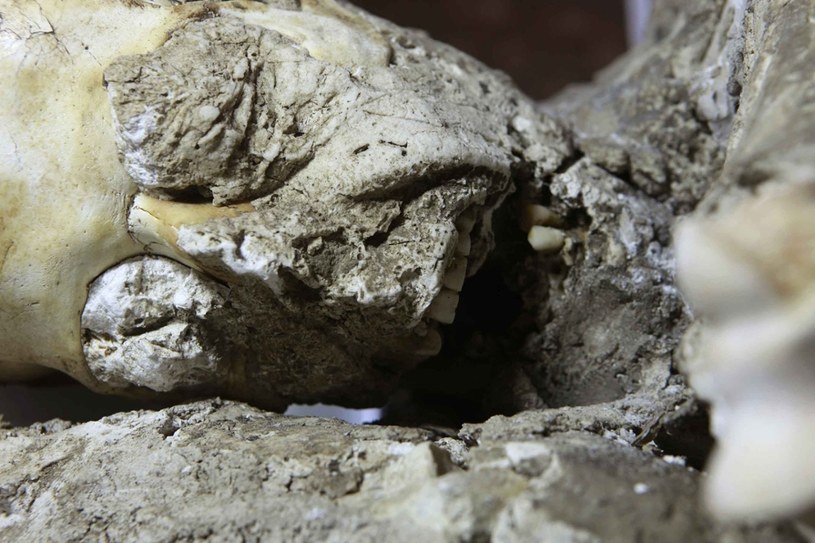 Tragedii w Pompejach badacze nadal poświęcają wiele uwagi, dokładnie badając skamieniałe ciała ofiar /East News