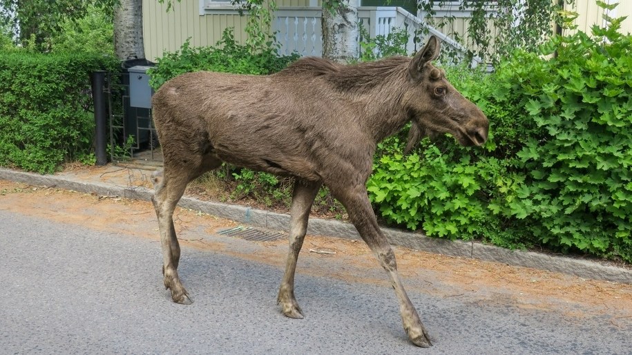 Tragiczna seria w Osieku: Łosie giną na ostrym ogrodzeniu, właściciel obiecuje reakcję /Shutterstock