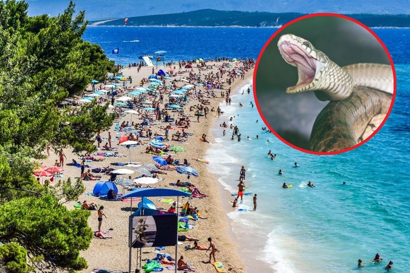 Tragiczne wakacje w Chorwacji. Jadowity wąż ukąsił dziecko 
