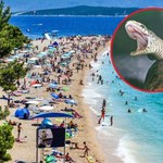 Tragiczne wakacje w Chorwacji. Jadowity wąż ukąsił dziecko 