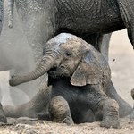 Tragiczne wieści z Afryki. Dziesiątki martwych słoni w parku narodowym