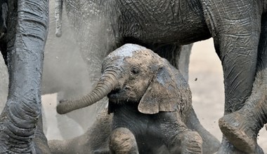 Tragiczne wieści z Afryki. Dziesiątki martwych słoni w parku narodowym
