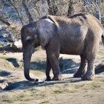 Tragiczne wieści z polskiego zoo. Ulubienica tłumów upadła i nie żyje