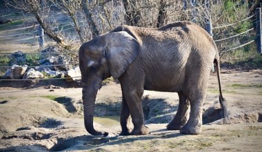 Tragiczne wieści z polskiego zoo. Ulubienica tłumów upadła i nie żyje