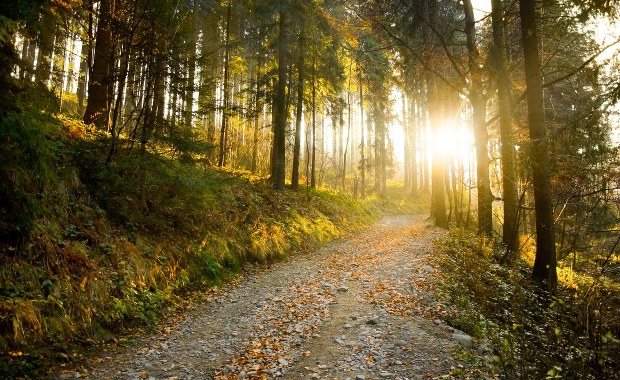 Tragiczny finał poszukiwań grzybiarza z Dąbrowy Górniczej