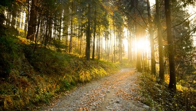 Tragiczny finał poszukiwań grzybiarza z Dąbrowy Górniczej