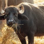 byk Tragiczny finał pracy w oborze. Byk zabił 57-letnią kobietę