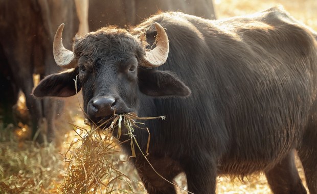 Tragiczny finał pracy w oborze. Byk zabił 57-letnią kobietę