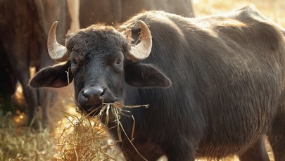 Tragiczny finał pracy w oborze. Byk zabił 57-letnią kobietę