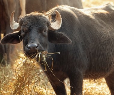 Tragiczny finał pracy w oborze. Byk zabił 57-letnią kobietę