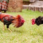 Tragiczny finał walki kogutów. Ptak śmiertelnie ranił mężczyznę