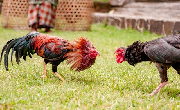 Tragiczny finał walki kogutów. Ptak śmiertelnie ranił mężczyznę