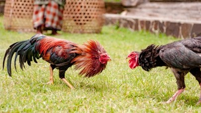 Tragiczny finał walki kogutów. Ptak śmiertelnie ranił mężczyznę