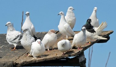 Tragiczny pożar na Pomorzu. Setki ptaków stanęły w ogniu