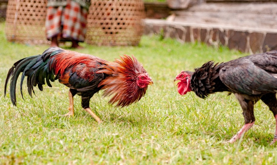 Tragiczny finał walki kogutów. Ptak śmiertelnie ranił mężczyznę