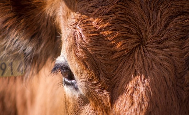​Tragiczny wypadek w Wielkopolsce. Byki śmiertelnie stratowały mężczyznę