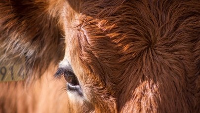 ​Tragiczny wypadek w Wielkopolsce. Byki śmiertelnie stratowały mężczyznę