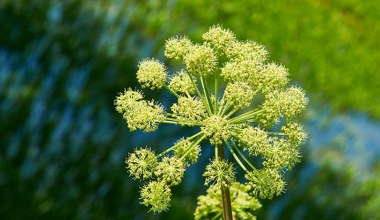 Traktujemy jako chwast, tymczasem to zdrowa i aromatyczna przyprawa. Pomaga w trawieniu i wzmacnia odporność